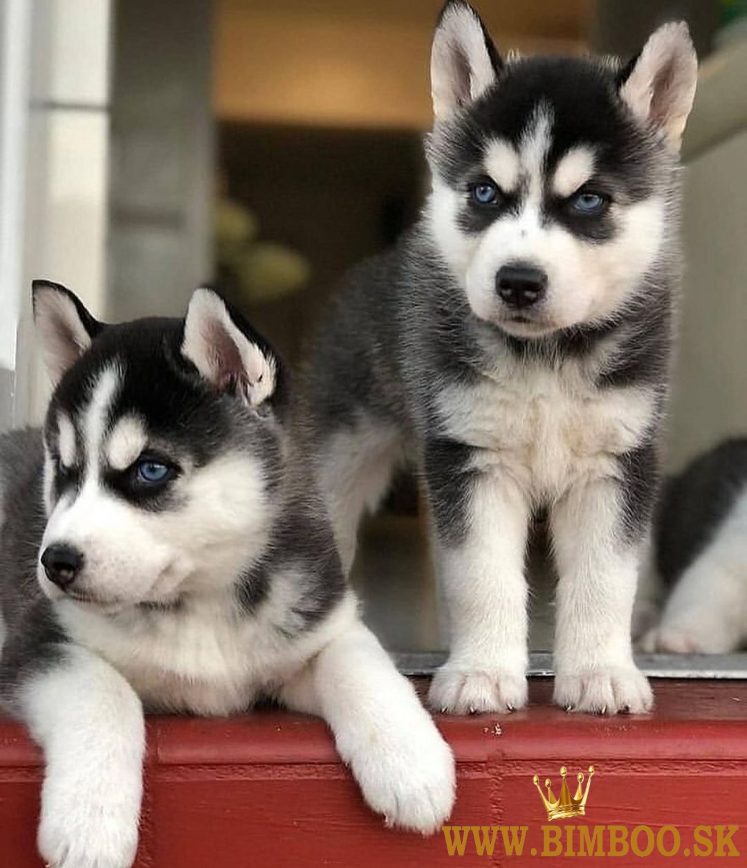 Očarujúce šteniatka sibírskeho huskyho do nových domovov.