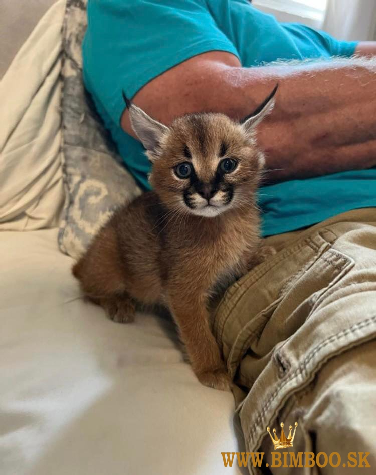 Caracal Kittens WhatsApp: +27842597191