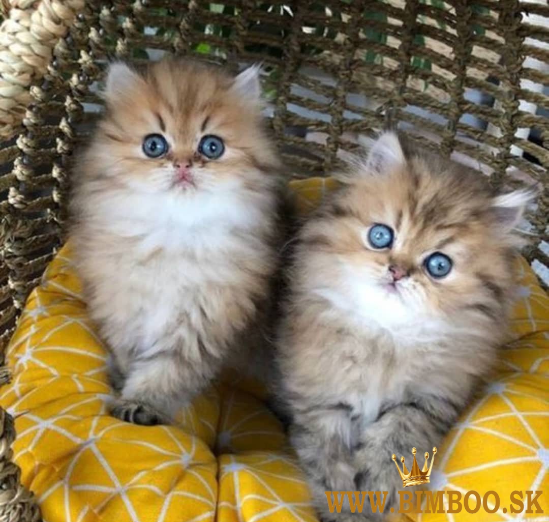 Gorgeous full persian kittens Business WhatsApp: +37256348129