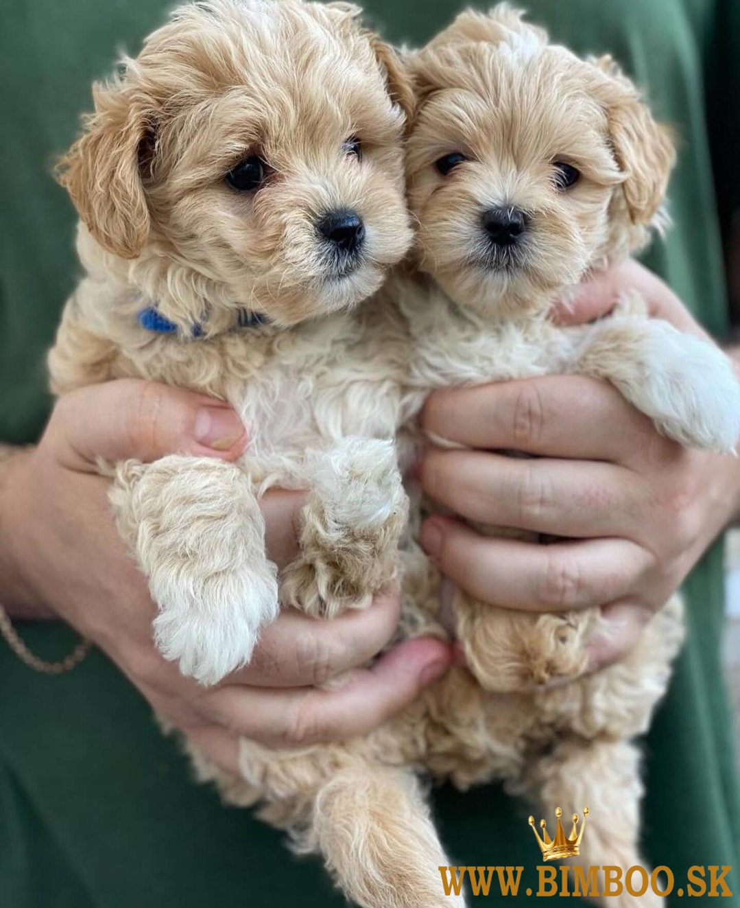 Šteniatka Maltipoo hľadajú nové domovy