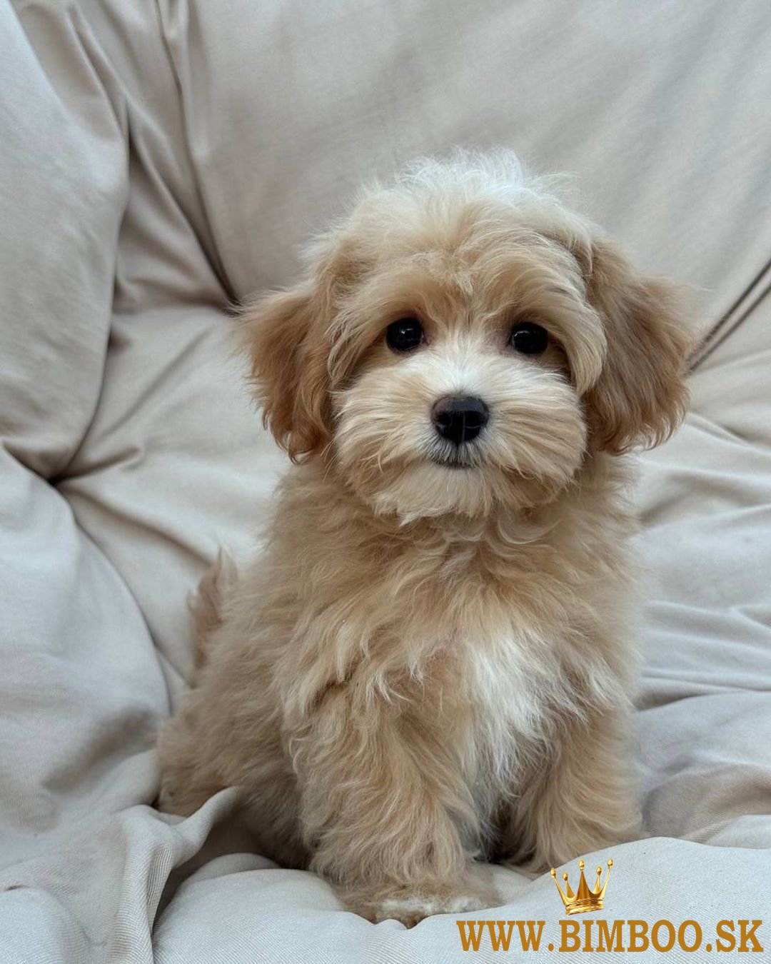 Krásne mini šteniatka Maltipoo