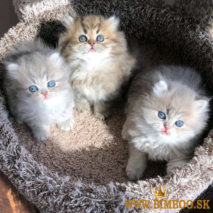 Gorgeous full persian kittens Business WhatsApp: +37256348129
