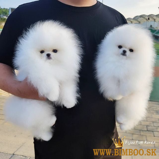 Pomeranian puppies.whatsapp me na: +44 7453 907158