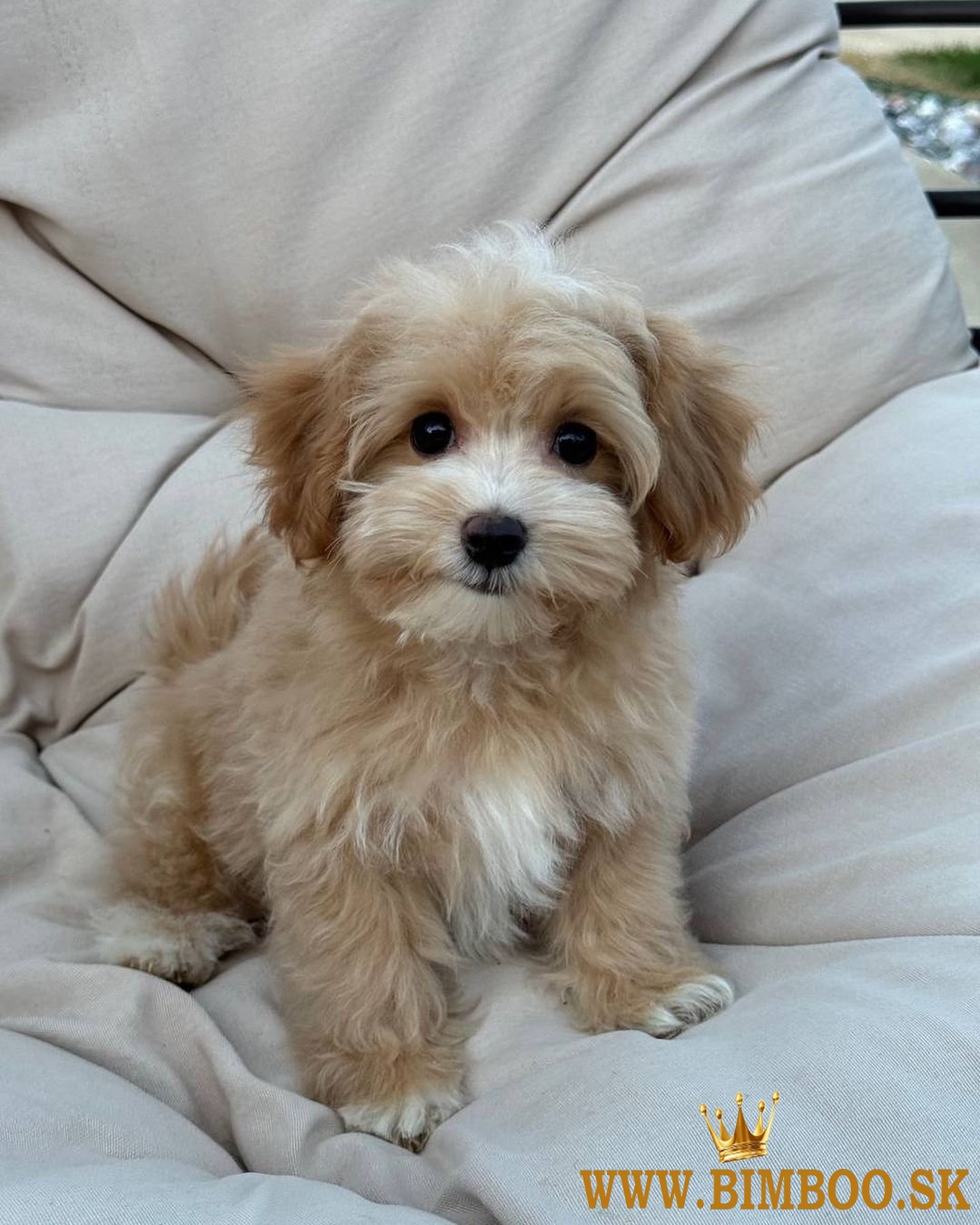 Krásne mini šteniatka Maltipoo