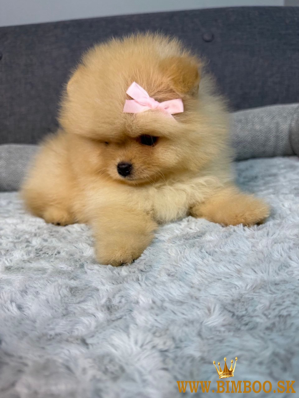Pomeranian (malý nemecký špic)