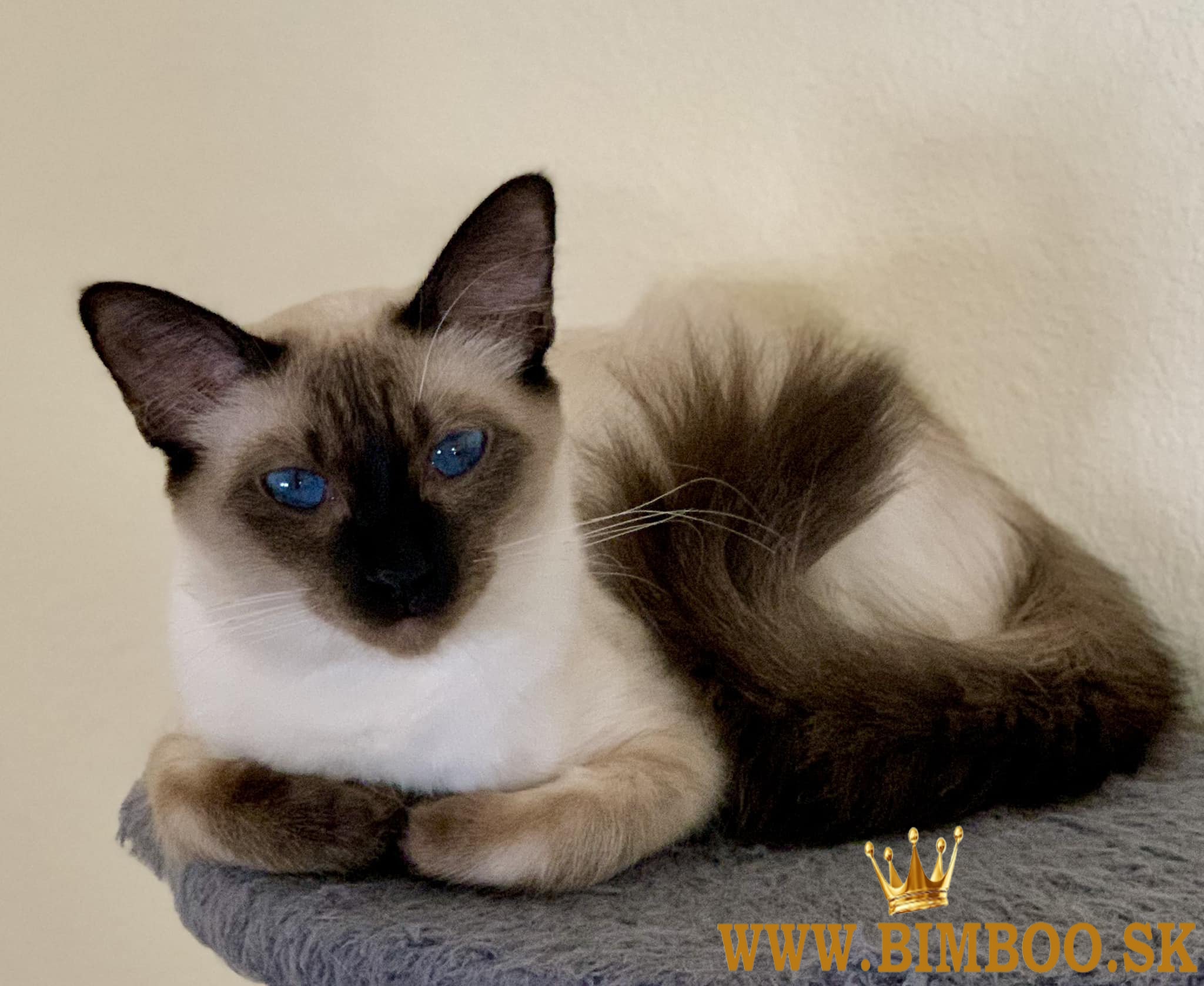 Balinese Kittens +27842597191