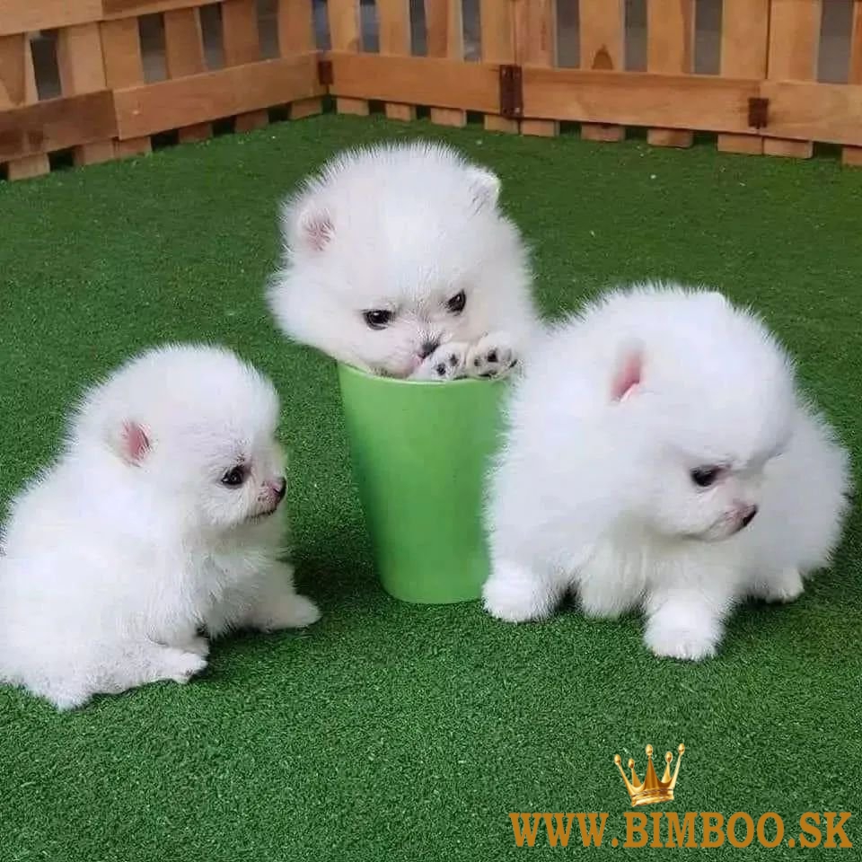 Pomeranian šteniatka pripravené na vyzdvihnutie.