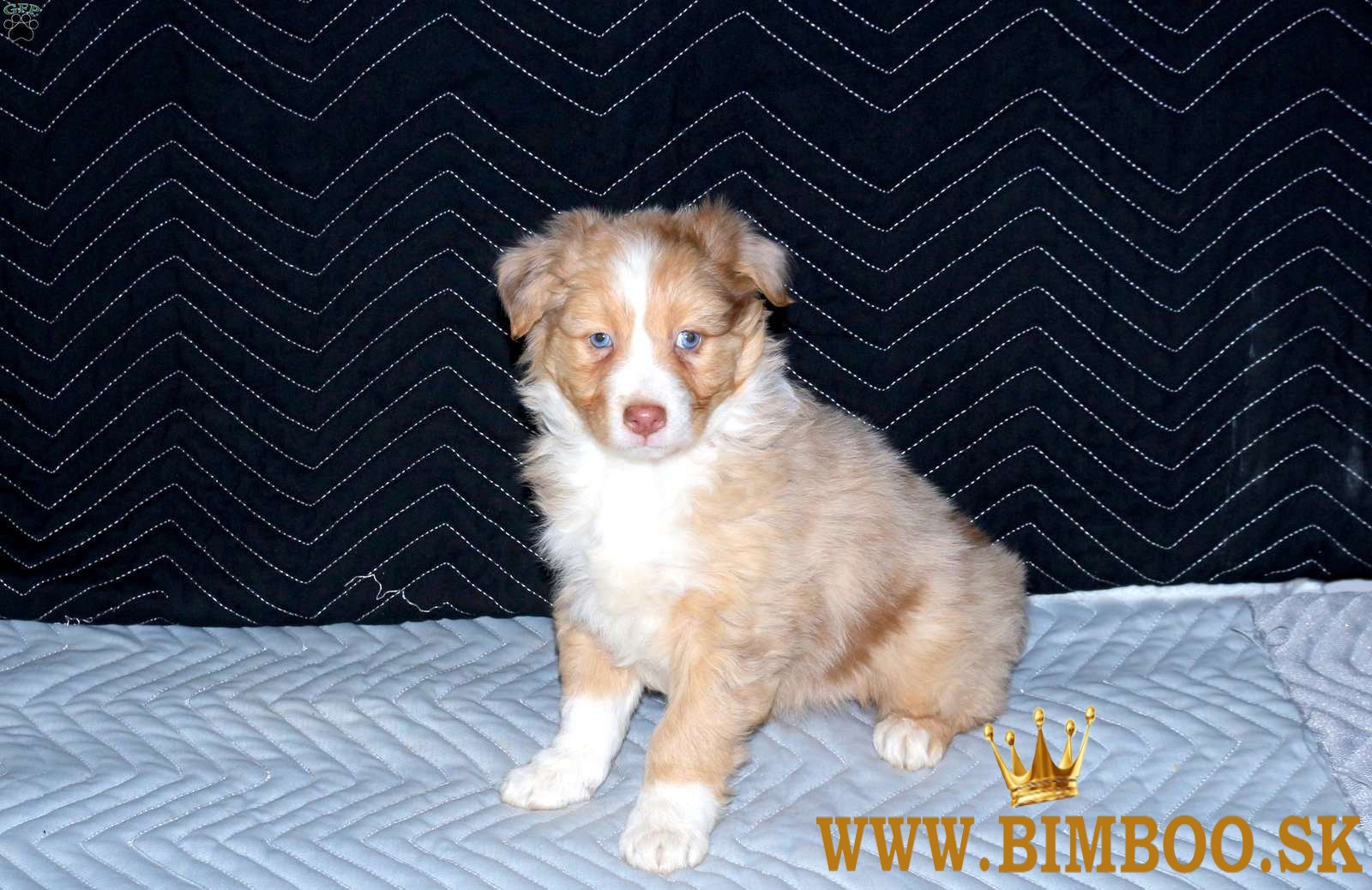 Šteniatko austrálskeho ovčiaka