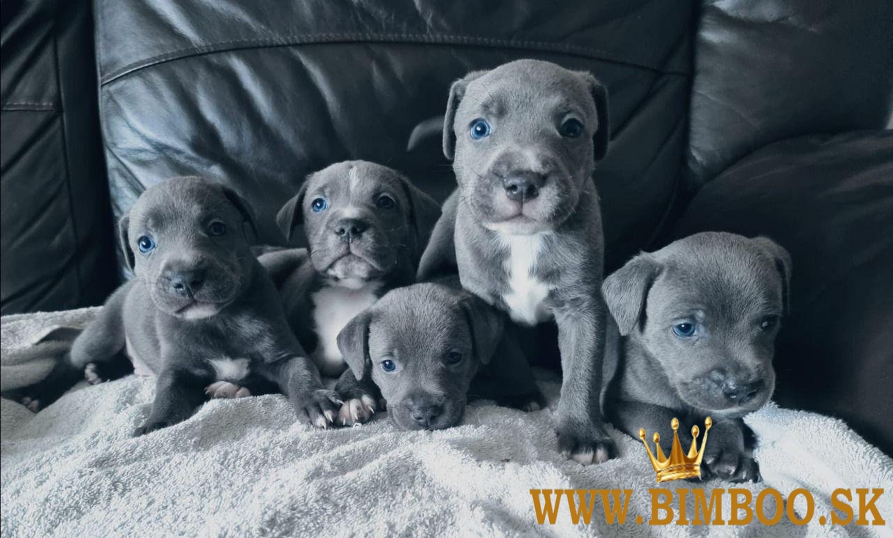 Územie Staffordshire-puppy's.whatsapp ma na čísle: +44 7453 907158