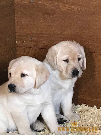 Labradorský retriever.whatsapp ma na čísle: +44 7453 907158