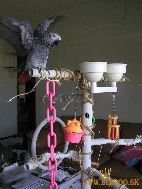 Ručne odchované papagáje africké sivé. WhatsApp nás: +447490124950