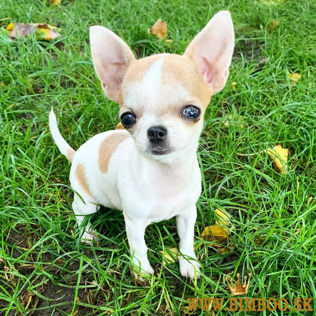 Male & Female Chihuahua Puppies for Sale  Business WhatsApp: +37256348129