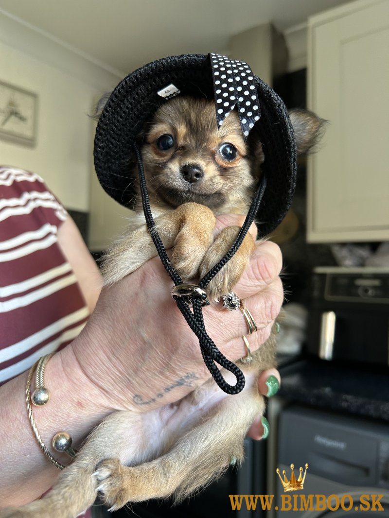 Čivavy s jablkovou hlavou