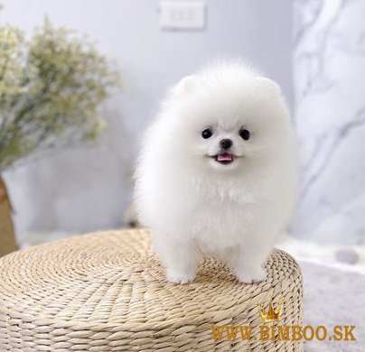 Dostupné krásne šteniatka pomeranian