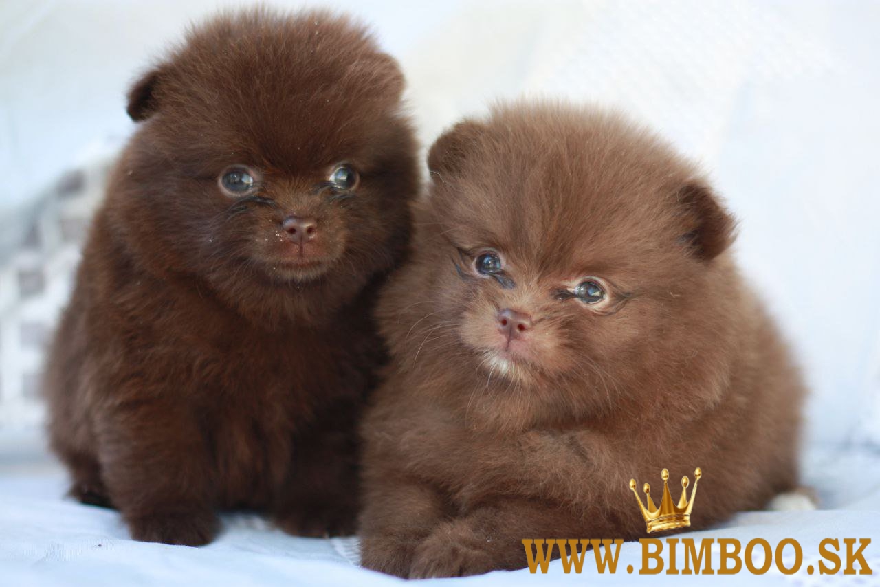 Miniature Pomeranian WhatsApp +1(606)331-8962