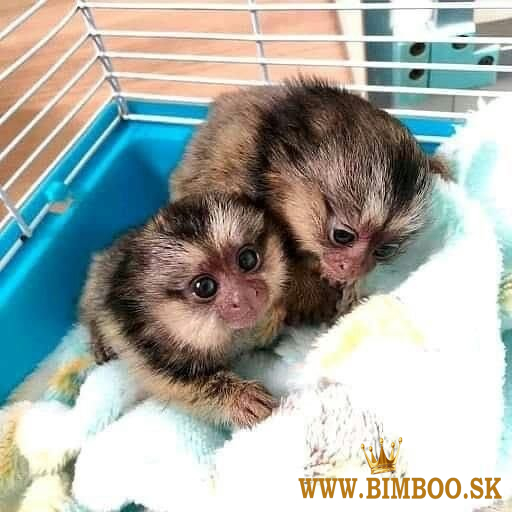 Nádherné kosmani k dispozici