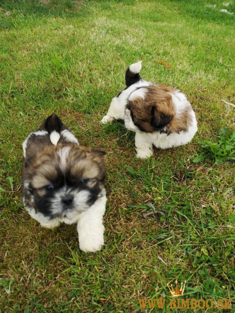 Šteniatka Shih Tzu k dispozícii  +1 6467721572