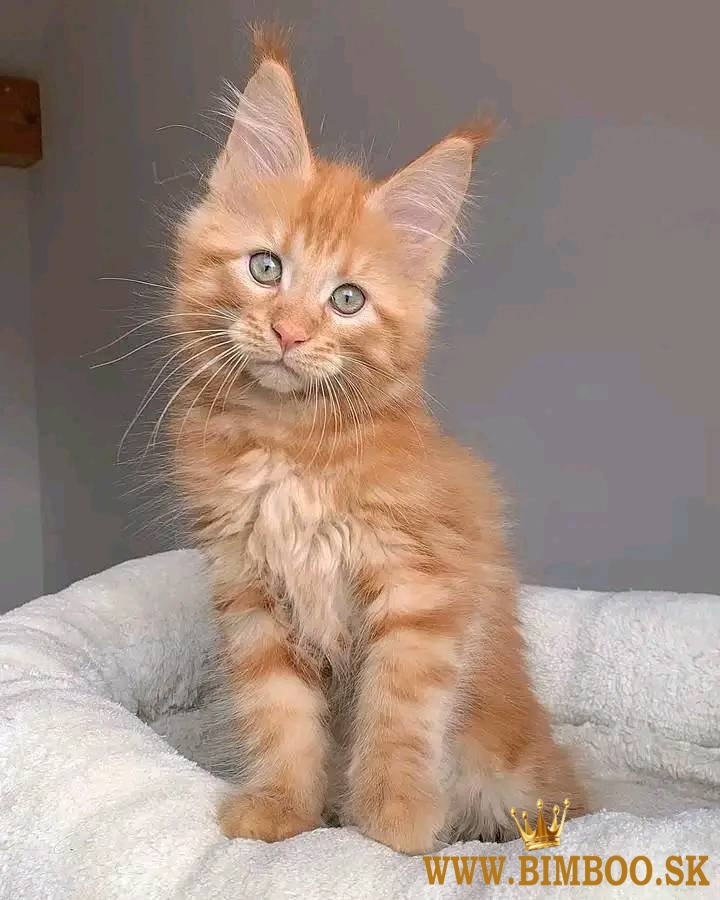Maine Coon +27842597191