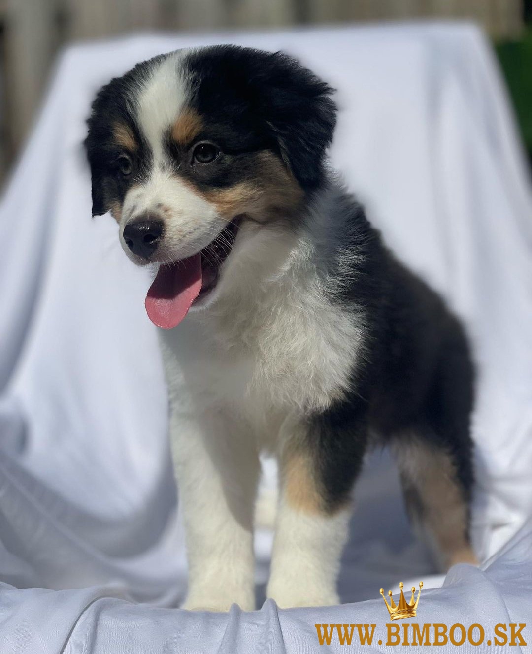 Šteniatka austrálskeho ovčiaka