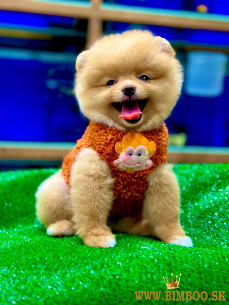 Pomeranian boo dostupné na predaj