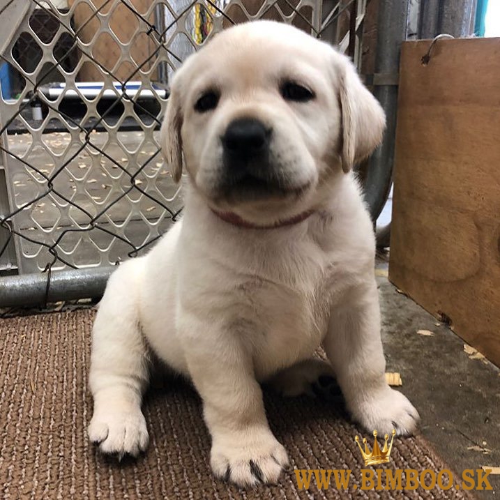 Predám šteniatka labradoodle.