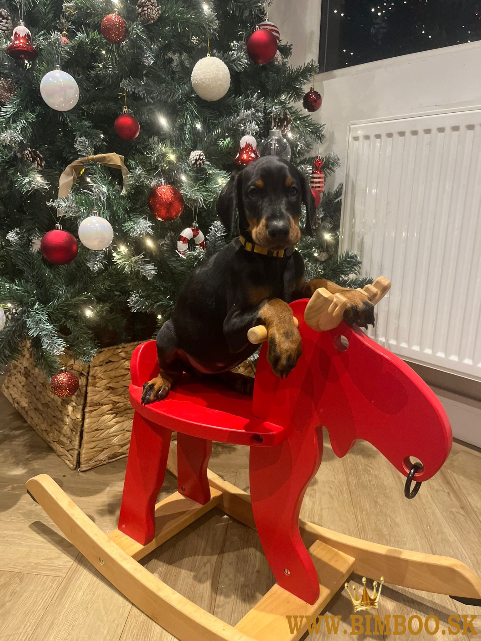 Šteniatka dobermana