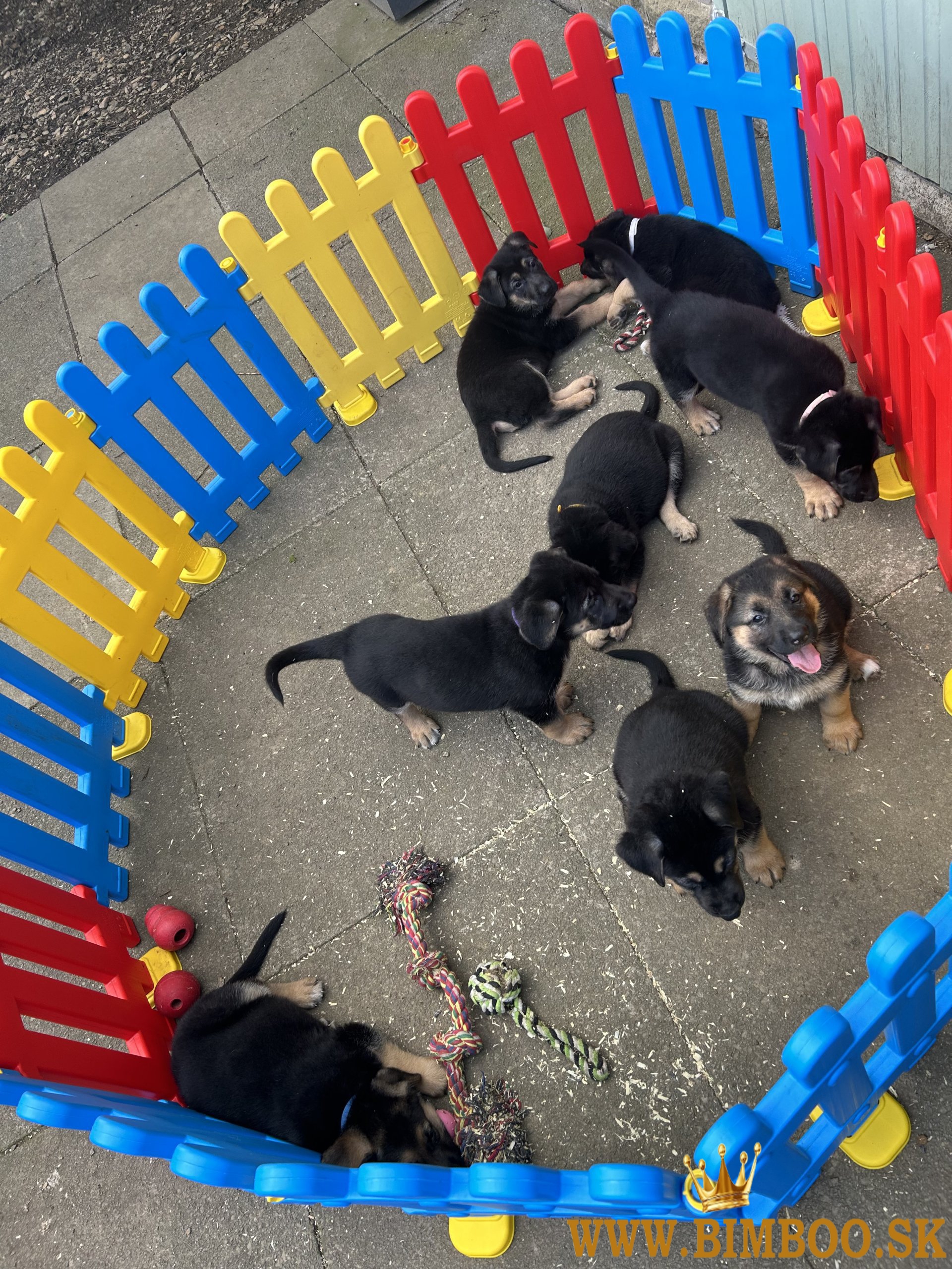 Šteniatka nemeckého ovčiaka