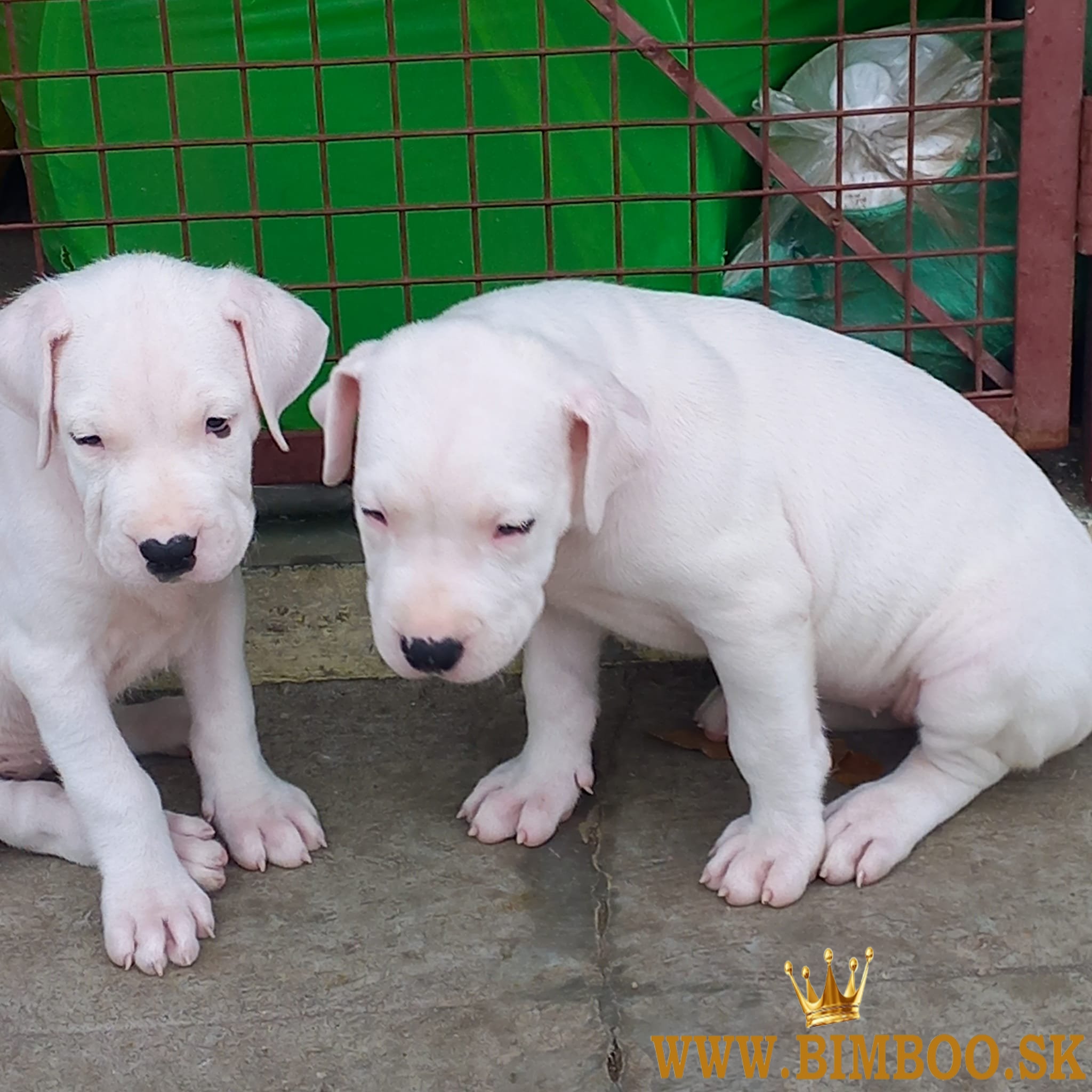 Argentínska doga -  s PP (dogo argentino)