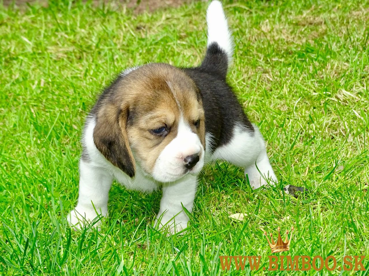Šteniatka bígla sú pripravené na odber. WhatsApp nás: +447490124950