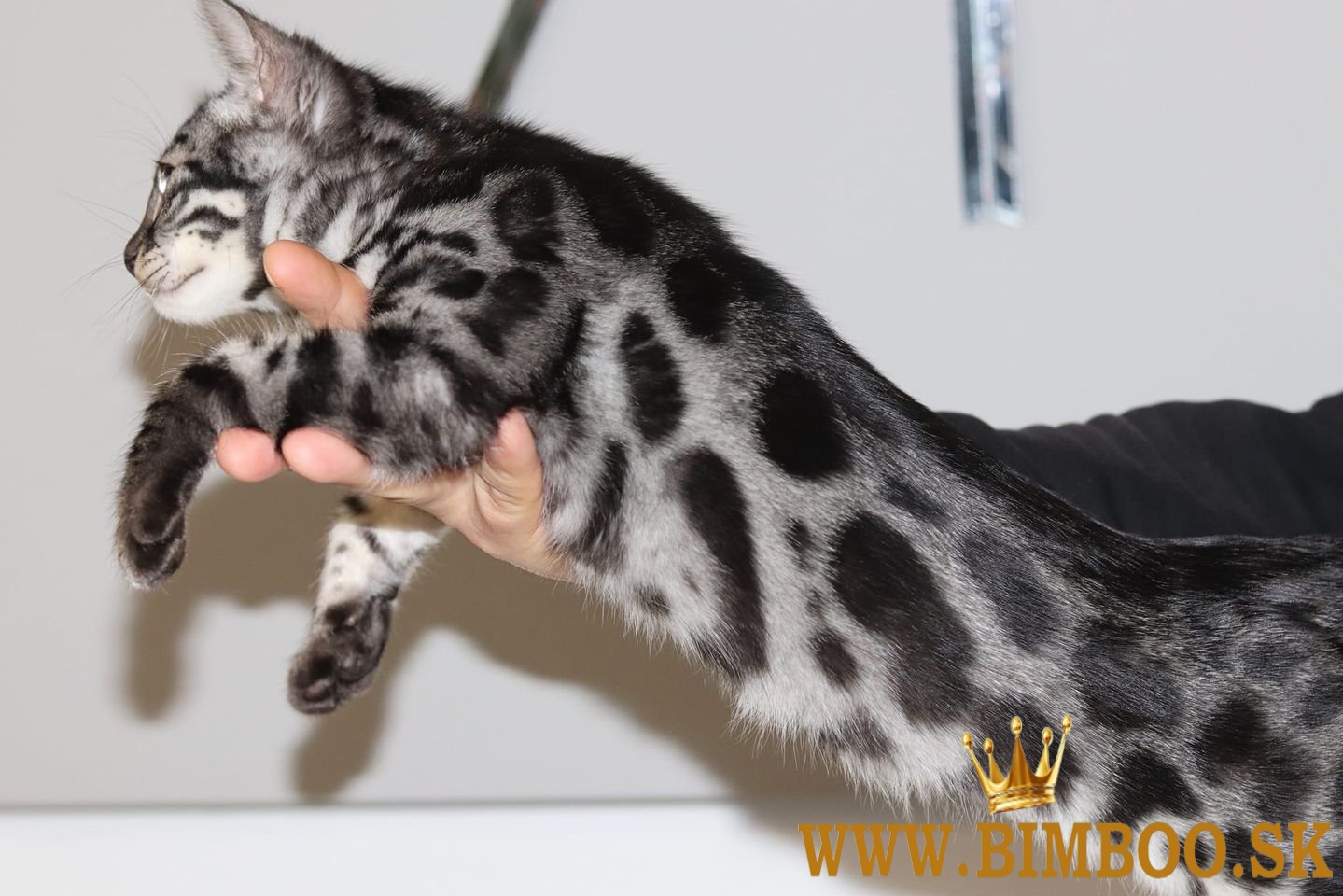 Snow/Brown/Charcoal/Silver Bengal Kittens +27842597191