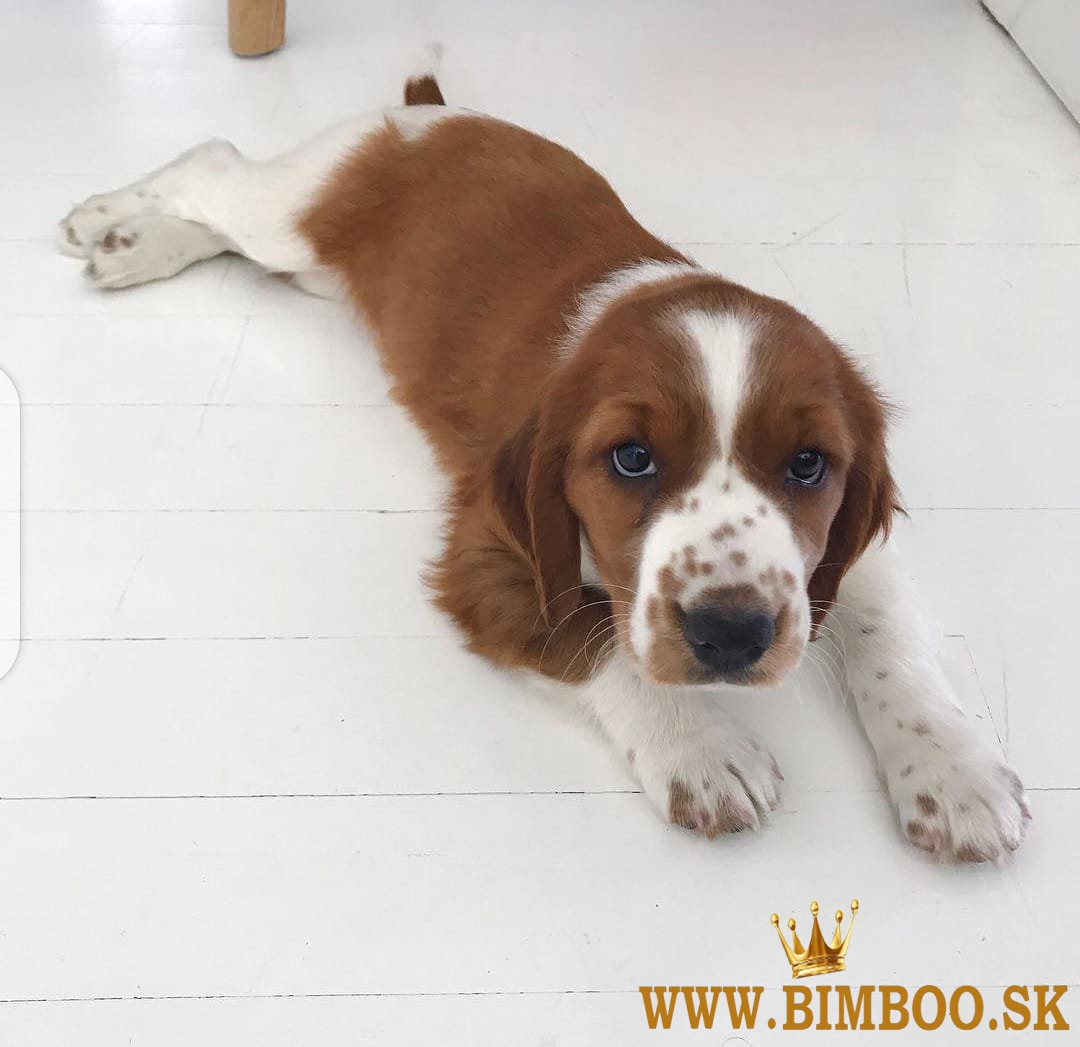 Šteniatka Welsh Springer Spaniel sú k dispozícii a pripravené na milujúci nový domov.