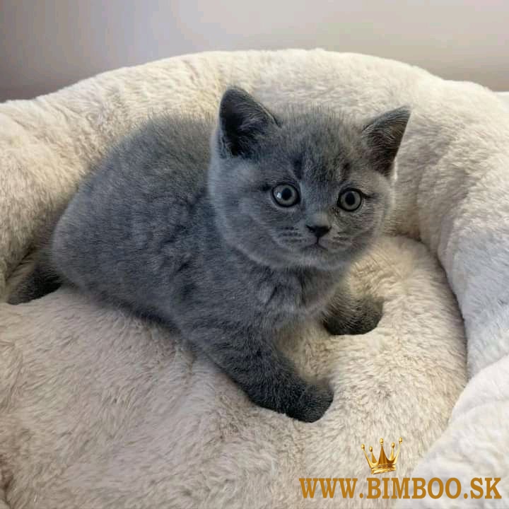 British shorthair kittens