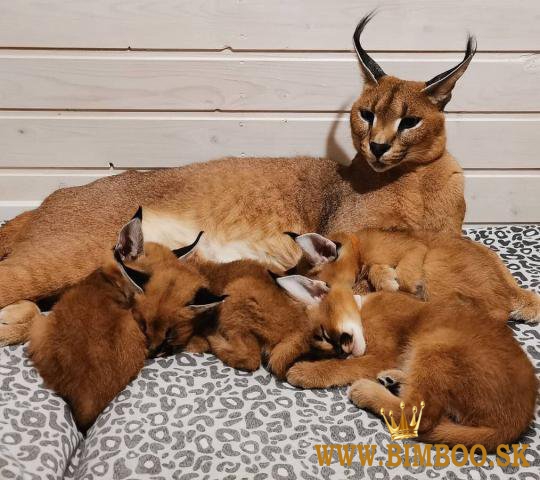 Beautiful caracal kittens available