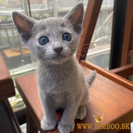  Cute Russian blue kittens