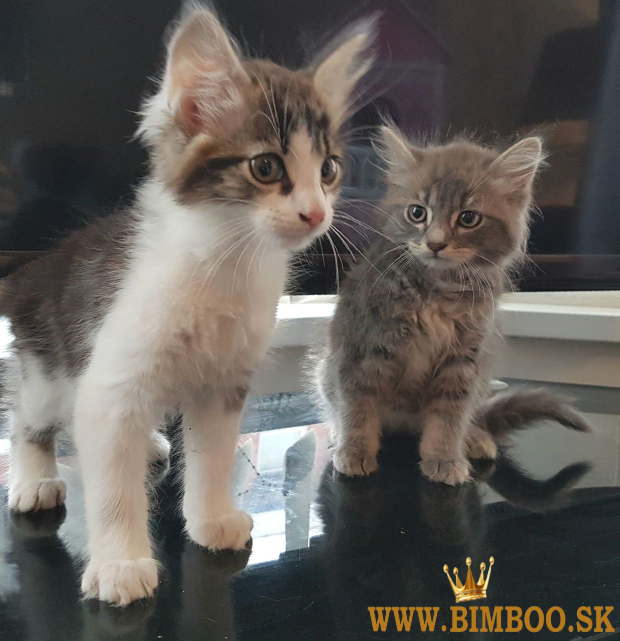 K dispozícii mačiatka hrivastého mývala. whatsapp nás: +447490124950