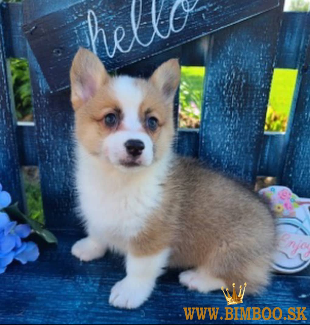 Šteniatka waleského corgi pembroke.