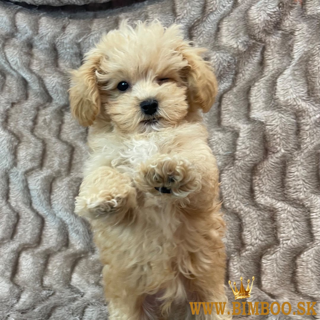 Maltipoo puppies 
