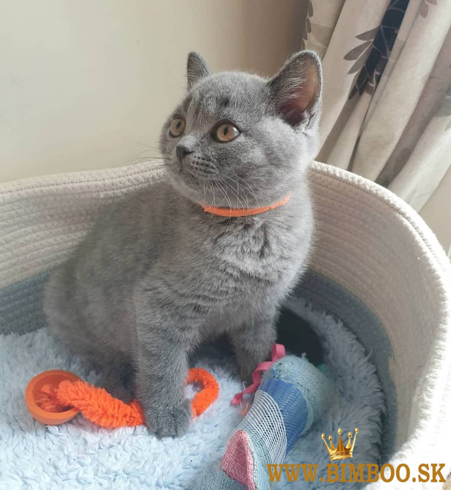 Bengal X, britská krátkosrstá, mainská mývalia. Predám sibírske mačiatka.