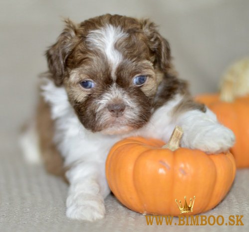 Nádherné šteniatka shih tzu sú pripravené. WhatsApp nás: +447490124950