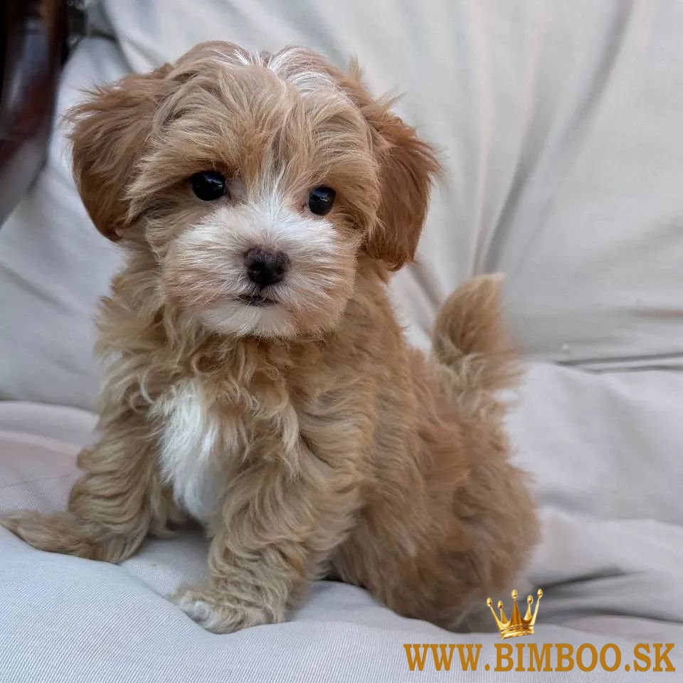 Krásne mini šteniatka Maltipoo