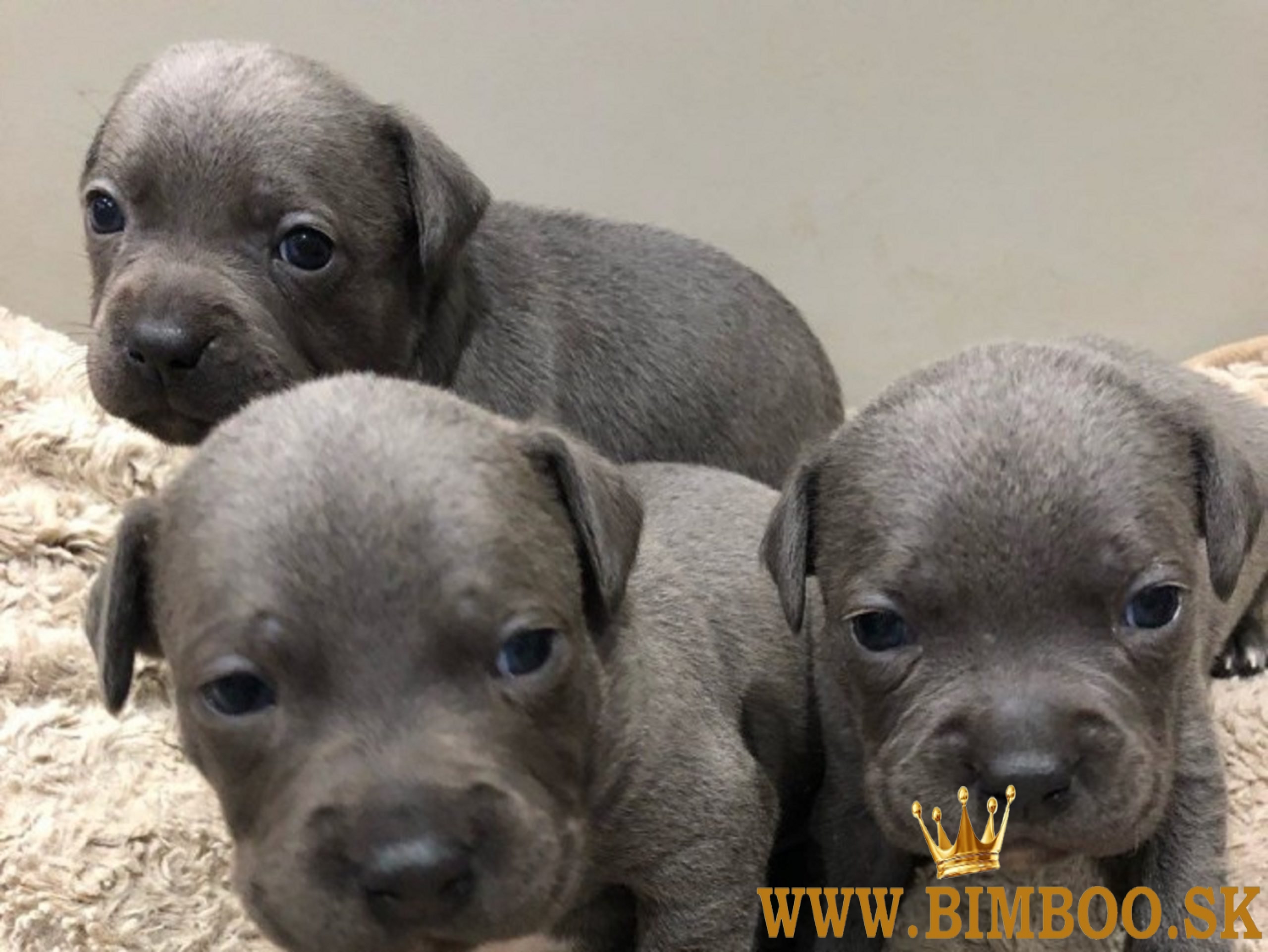 Územie Staffordshire-puppy's.whatsapp ma na čísle: +44 7453 907158