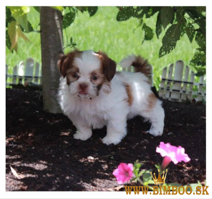 Šteniatka Shih Tzu k dispozícii  +1 6467721572