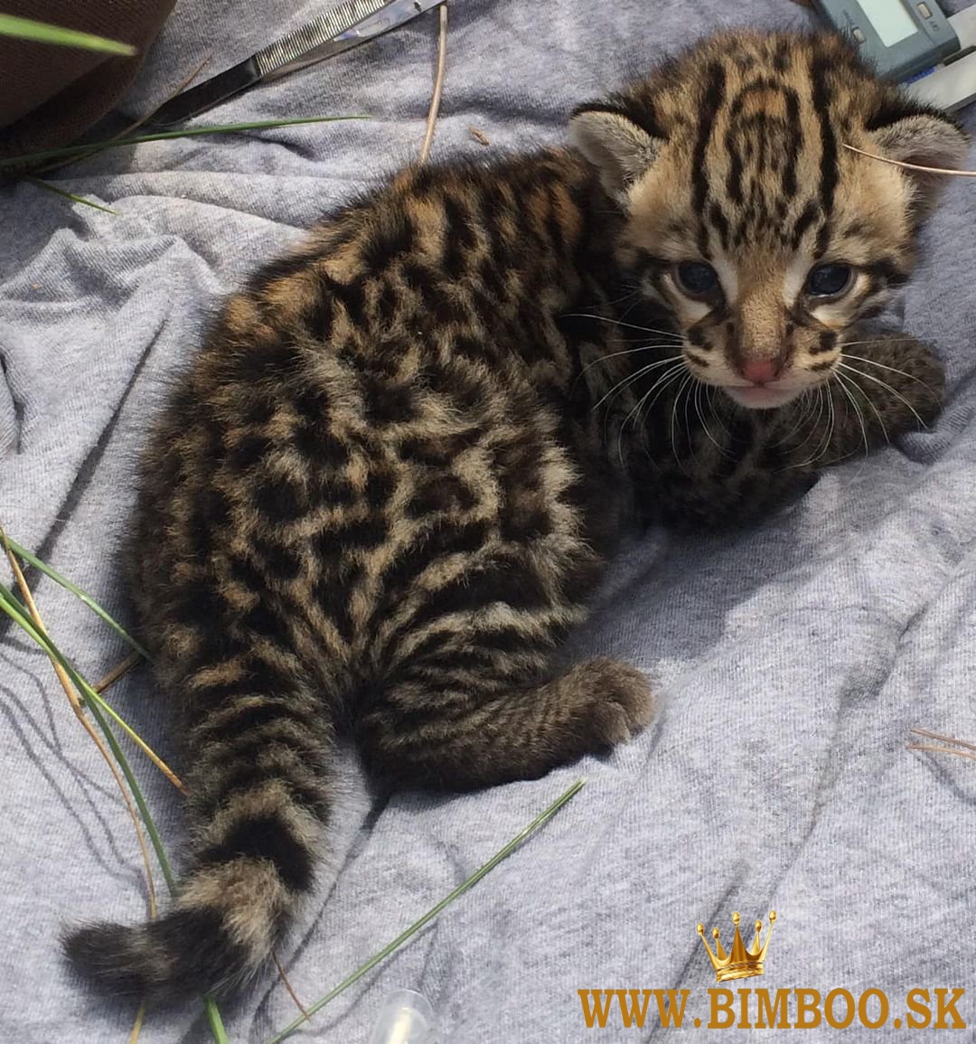 Ocelot Kittens WhatsApp: +27842597191