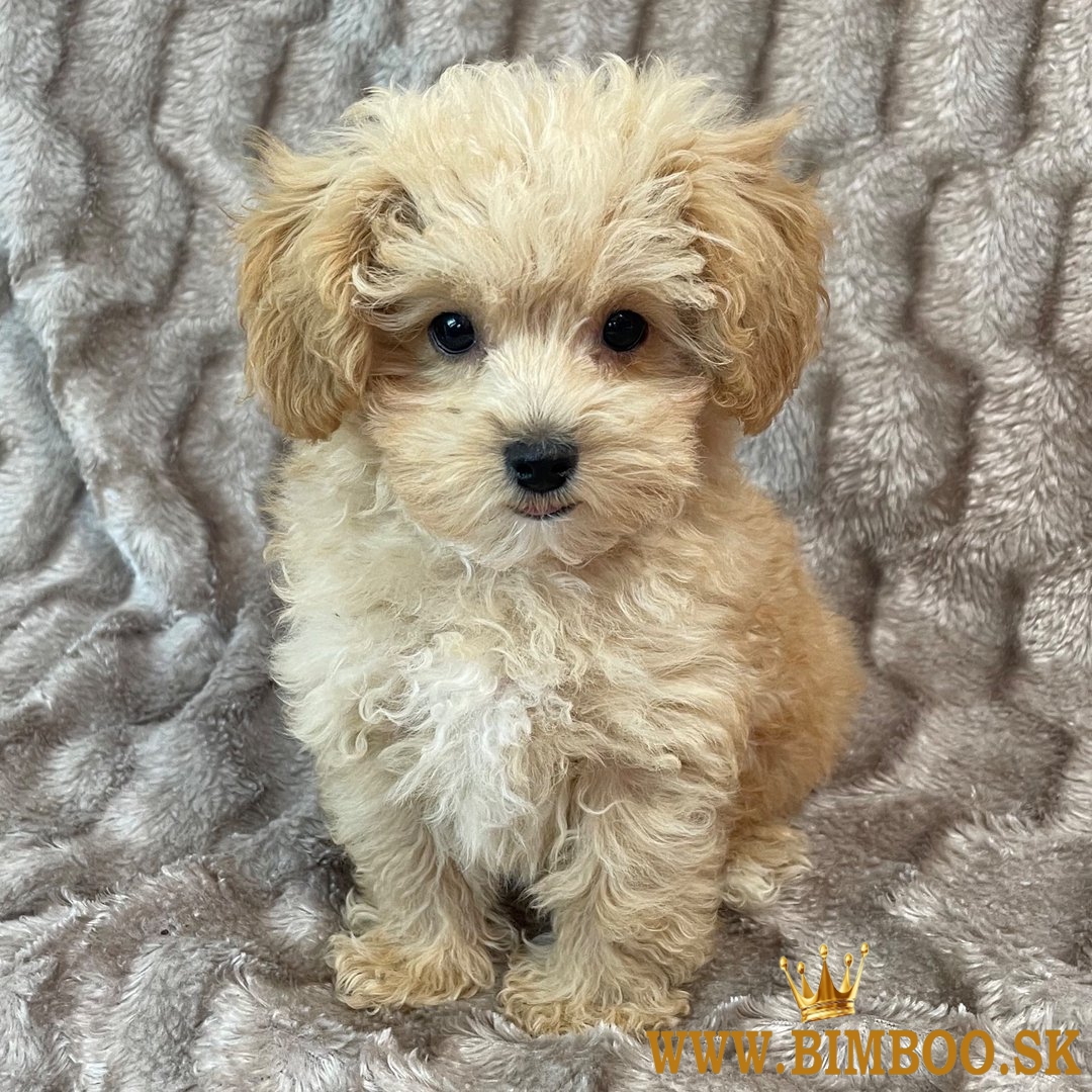 Maltipoo puppies 