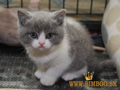 K dispozícii je britské krátkosrsté mačiatko. WhatsApp nás: +447490124950