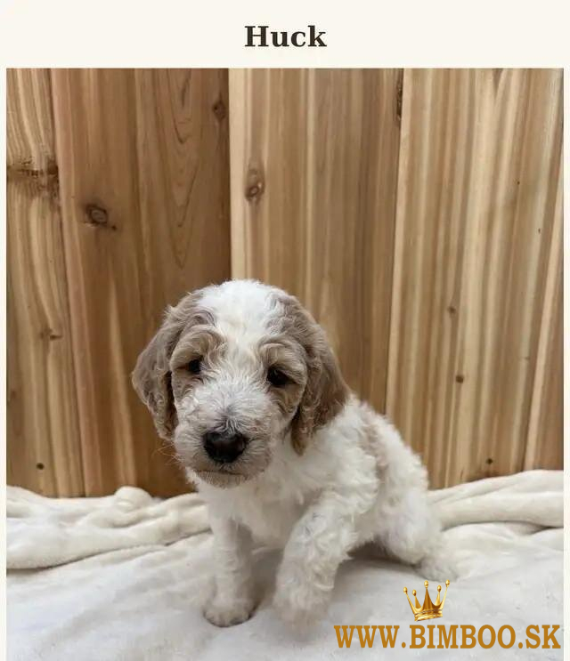 Zdravé šteniatka pudla typu „teacup“ (veľmi malý
