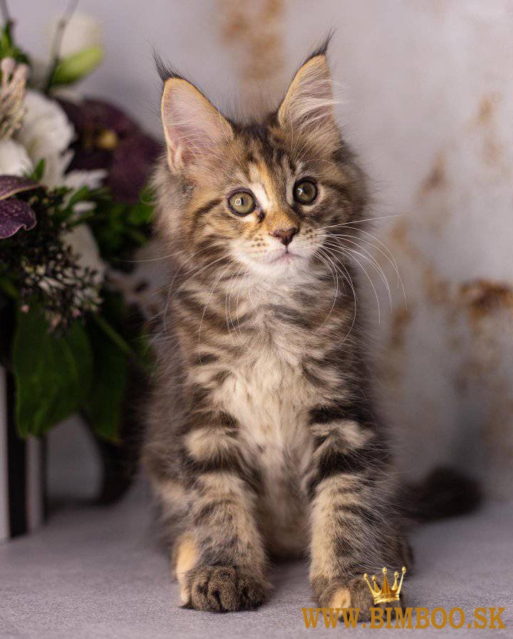 Maine Coon +27842597191