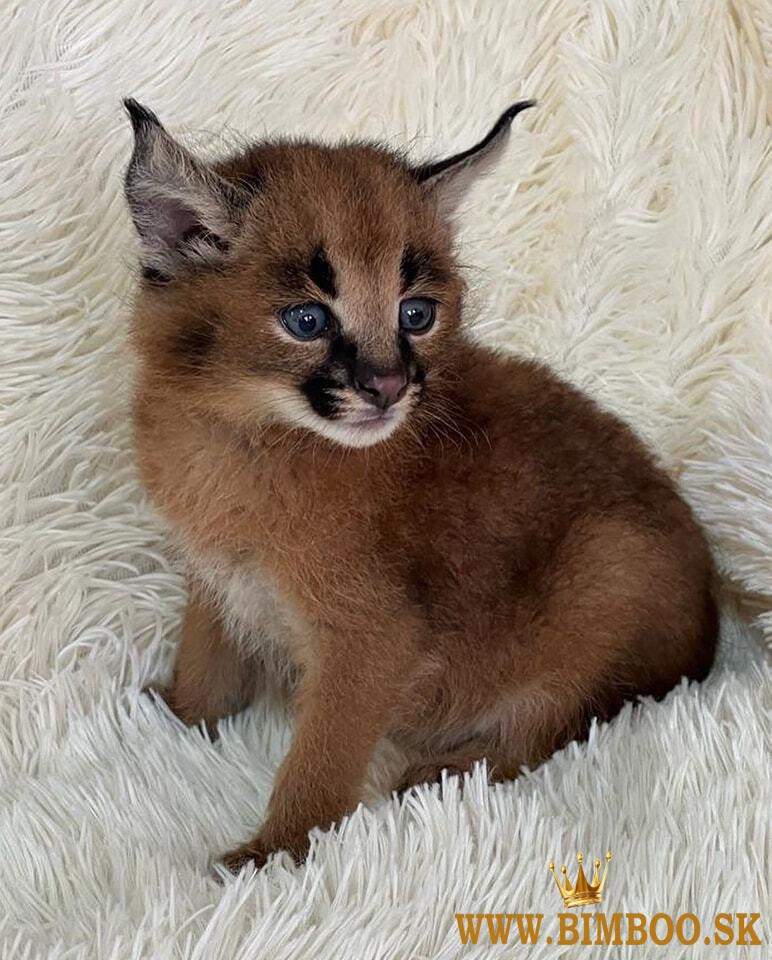 Caracal Kittens WhatsApp: +27842597191