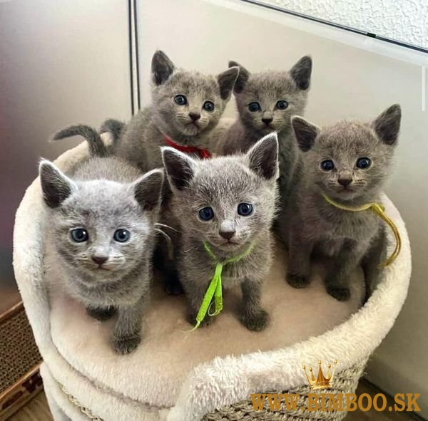 Russian Blue Kittens +27842597191