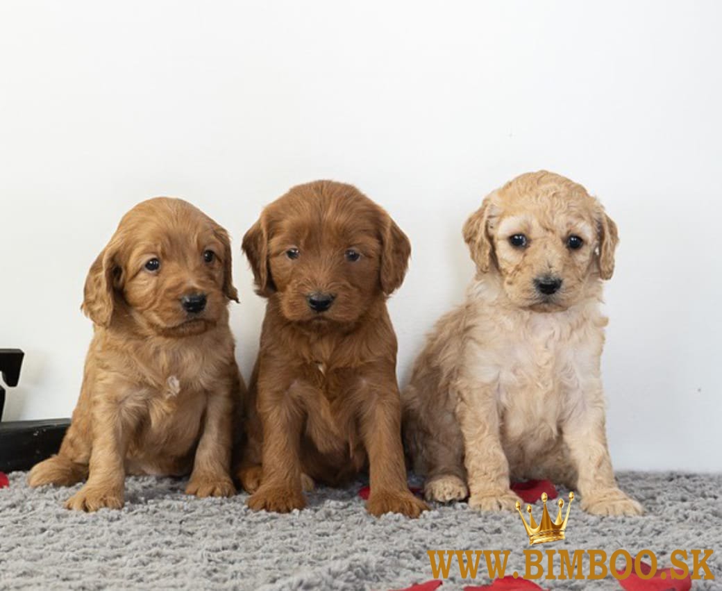 Krásne šteniatka Goldendoodle ????